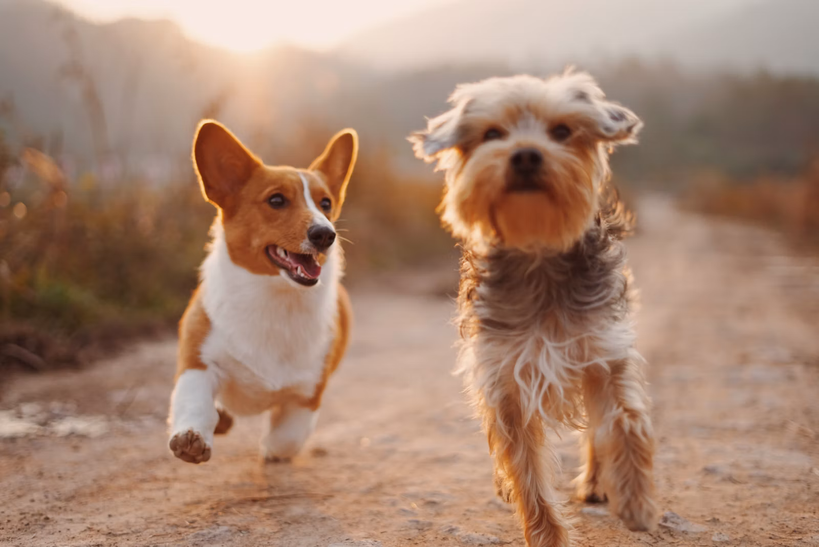 Canais e horário de atendimento da Pet Shop Pata Aqui Pata Ca